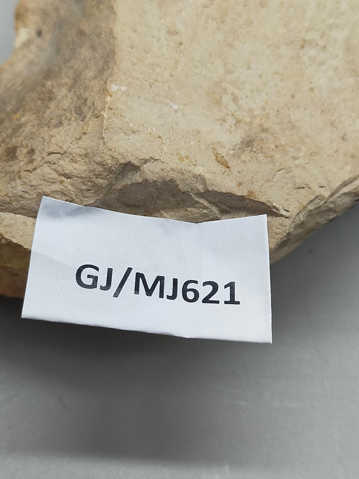 Fossilisiertes Ammonit Ammoniten Fossil auf Matrix