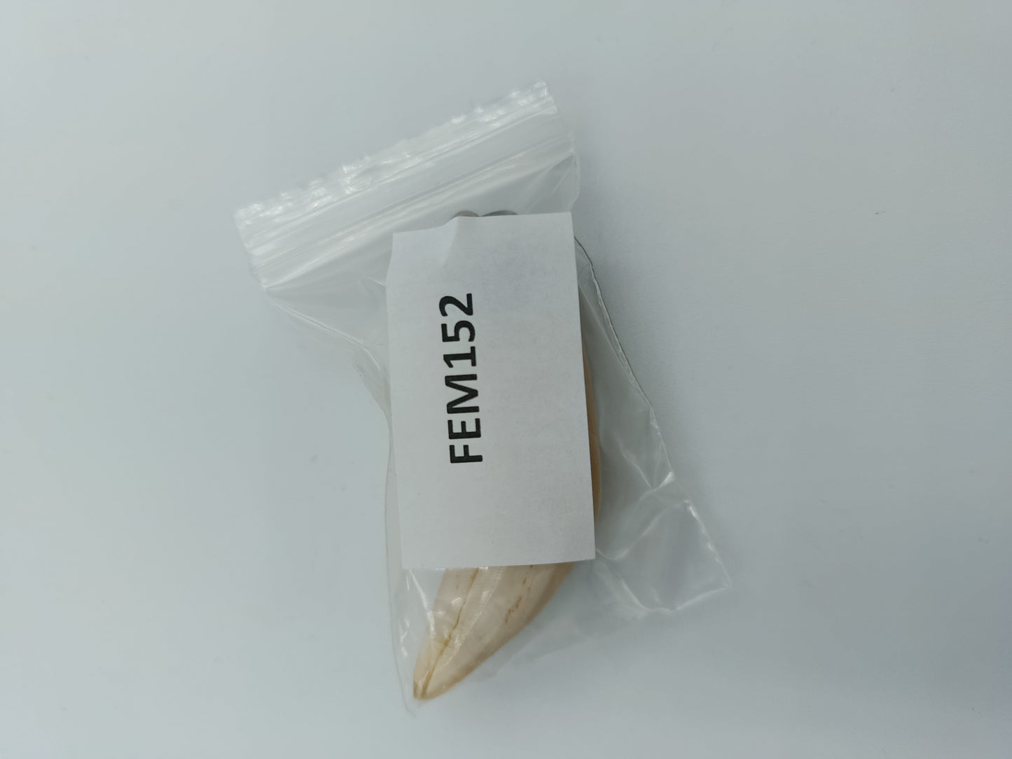 Vintage Wildschwein- oder Keilerzahn-Anhänger mit Silberfassung