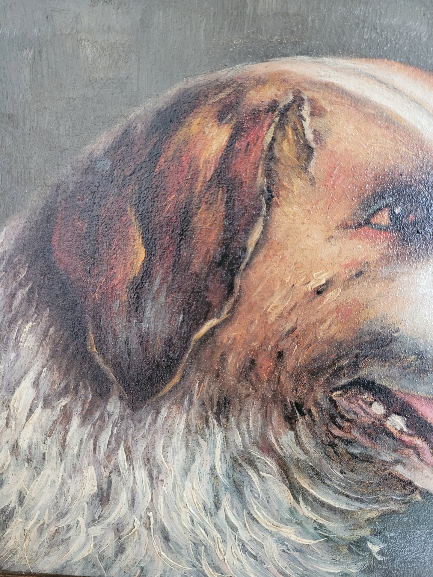 Düsseldorfer Schule (XX) Ölgemälde Hundeportrait Bernhardiner 44x52cm