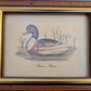 Vintage Kunstdruck einer Ente "Tadorna Tadorna" mit Holzrahmen