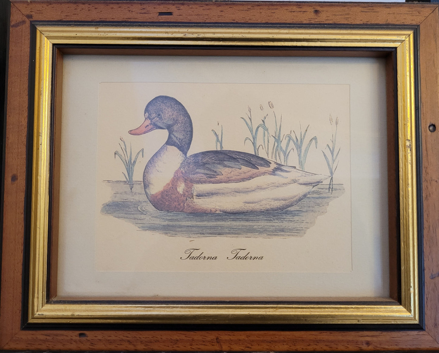 Vintage Kunstdruck einer Ente "Tadorna Tadorna" mit Holzrahmen