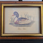 Vintage Kunstdruck einer Ente "Tadorna Tadorna" mit Holzrahmen