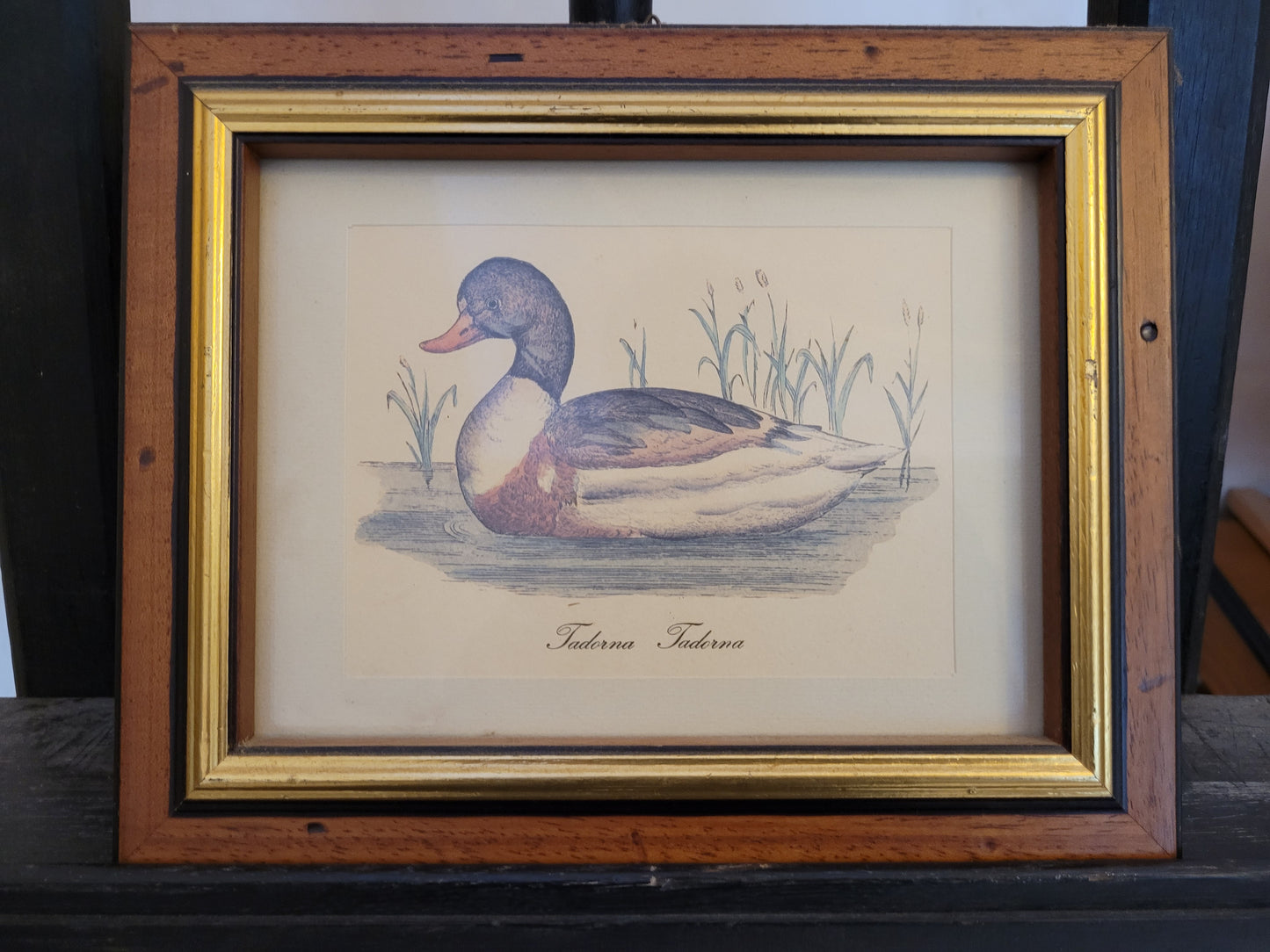 Vintage Kunstdruck einer Ente "Tadorna Tadorna" mit Holzrahmen
