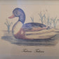 Vintage Kunstdruck einer Ente "Tadorna Tadorna" mit Holzrahmen