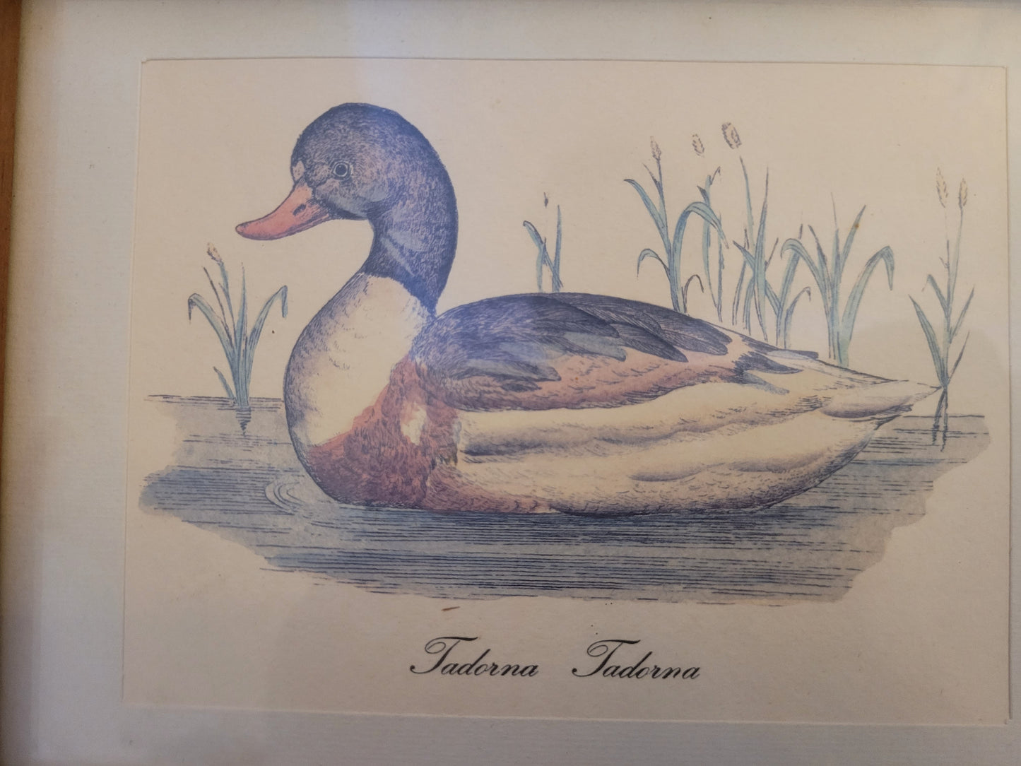 Vintage Kunstdruck einer Ente "Tadorna Tadorna" mit Holzrahmen