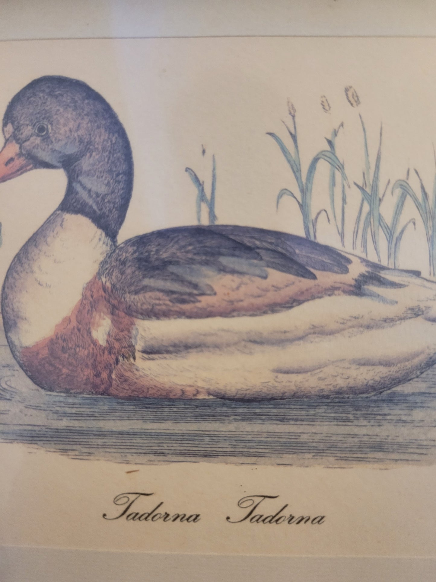 Vintage Kunstdruck einer Ente "Tadorna Tadorna" mit Holzrahmen