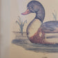 Vintage Kunstdruck einer Ente "Tadorna Tadorna" mit Holzrahmen