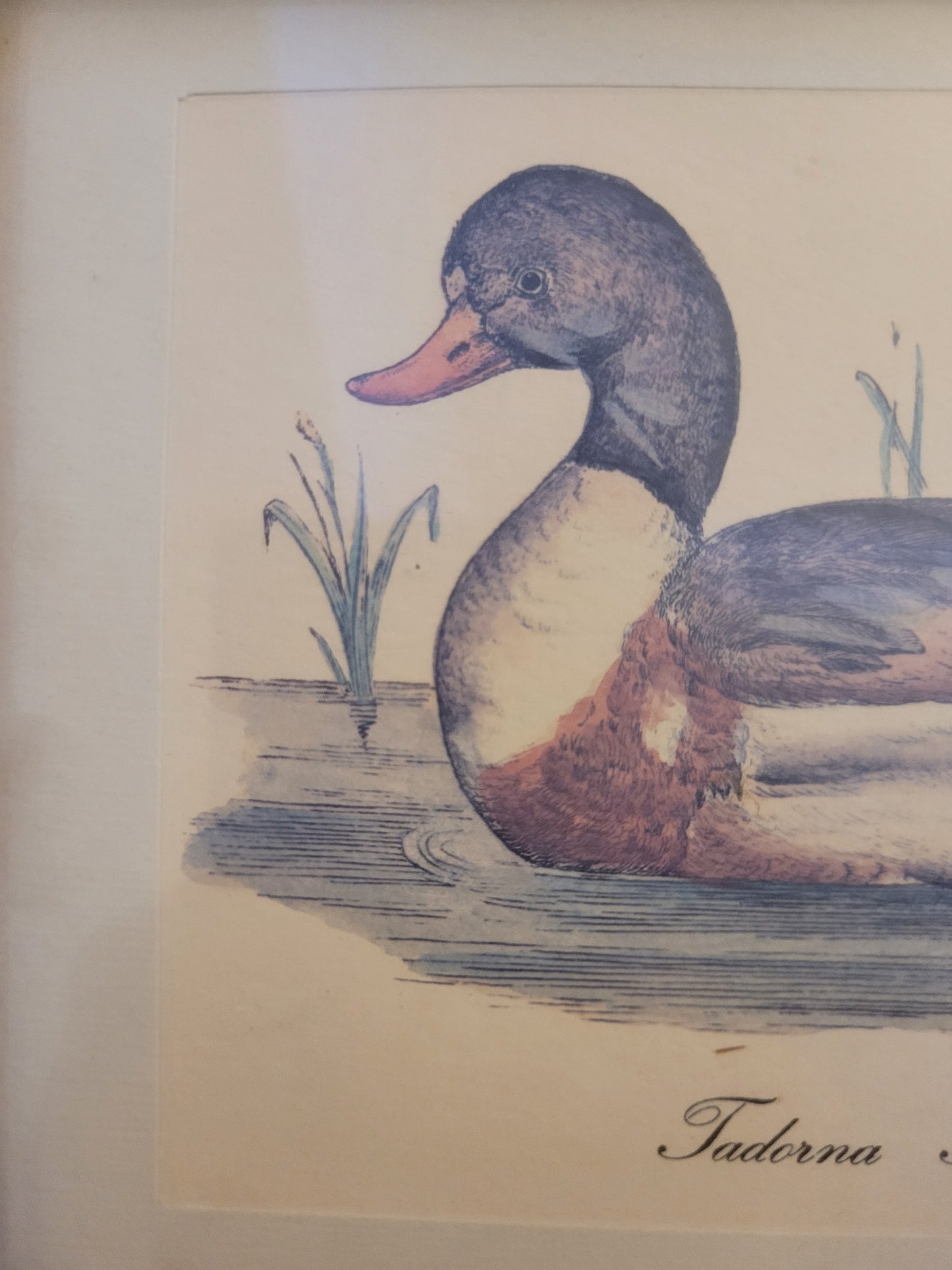 Vintage Kunstdruck einer Ente "Tadorna Tadorna" mit Holzrahmen