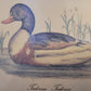 Vintage Kunstdruck einer Ente "Tadorna Tadorna" mit Holzrahmen