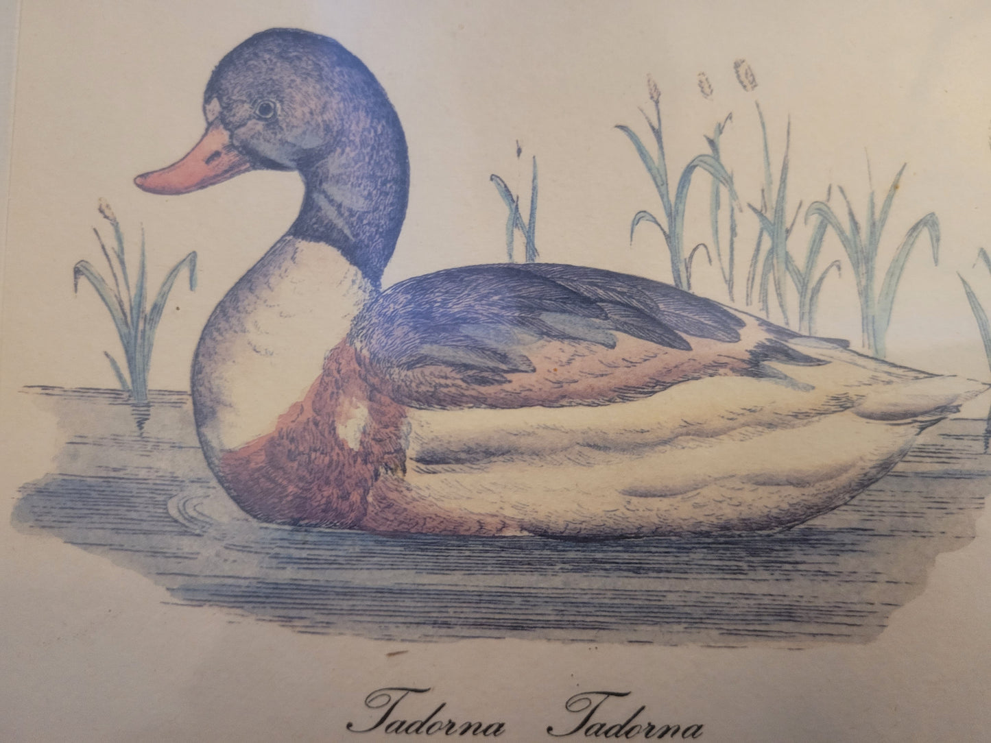 Vintage Kunstdruck einer Ente "Tadorna Tadorna" mit Holzrahmen