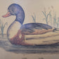Vintage Kunstdruck einer Ente "Tadorna Tadorna" mit Holzrahmen