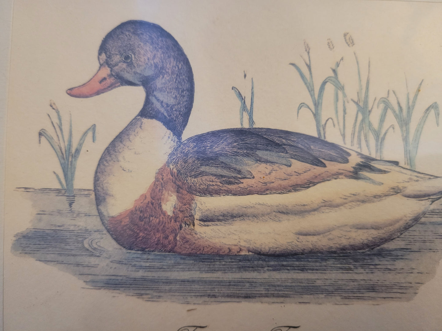 Vintage Kunstdruck einer Ente "Tadorna Tadorna" mit Holzrahmen