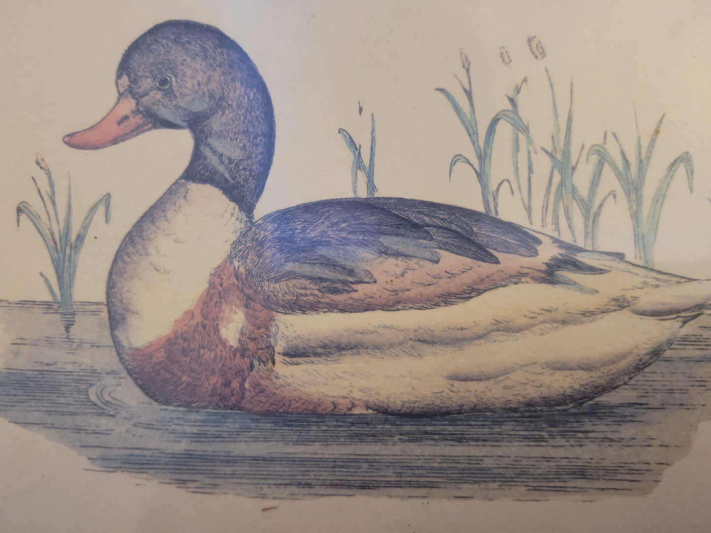 Vintage Kunstdruck einer Ente "Tadorna Tadorna" mit Holzrahmen