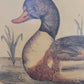 Vintage Kunstdruck einer Ente "Tadorna Tadorna" mit Holzrahmen