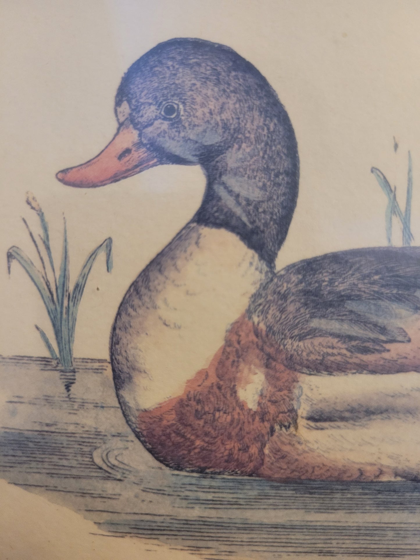 Vintage Kunstdruck einer Ente "Tadorna Tadorna" mit Holzrahmen
