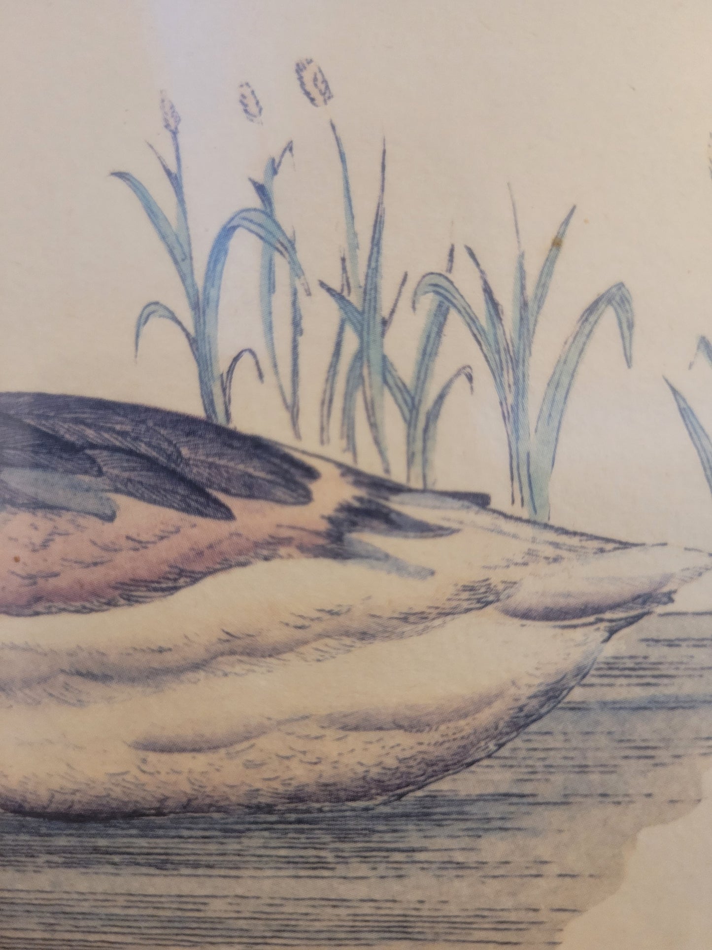 Vintage Kunstdruck einer Ente "Tadorna Tadorna" mit Holzrahmen