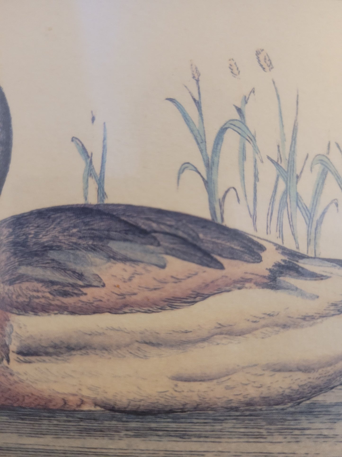 Vintage Kunstdruck einer Ente "Tadorna Tadorna" mit Holzrahmen