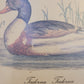 Vintage Kunstdruck einer Ente "Tadorna Tadorna" mit Holzrahmen