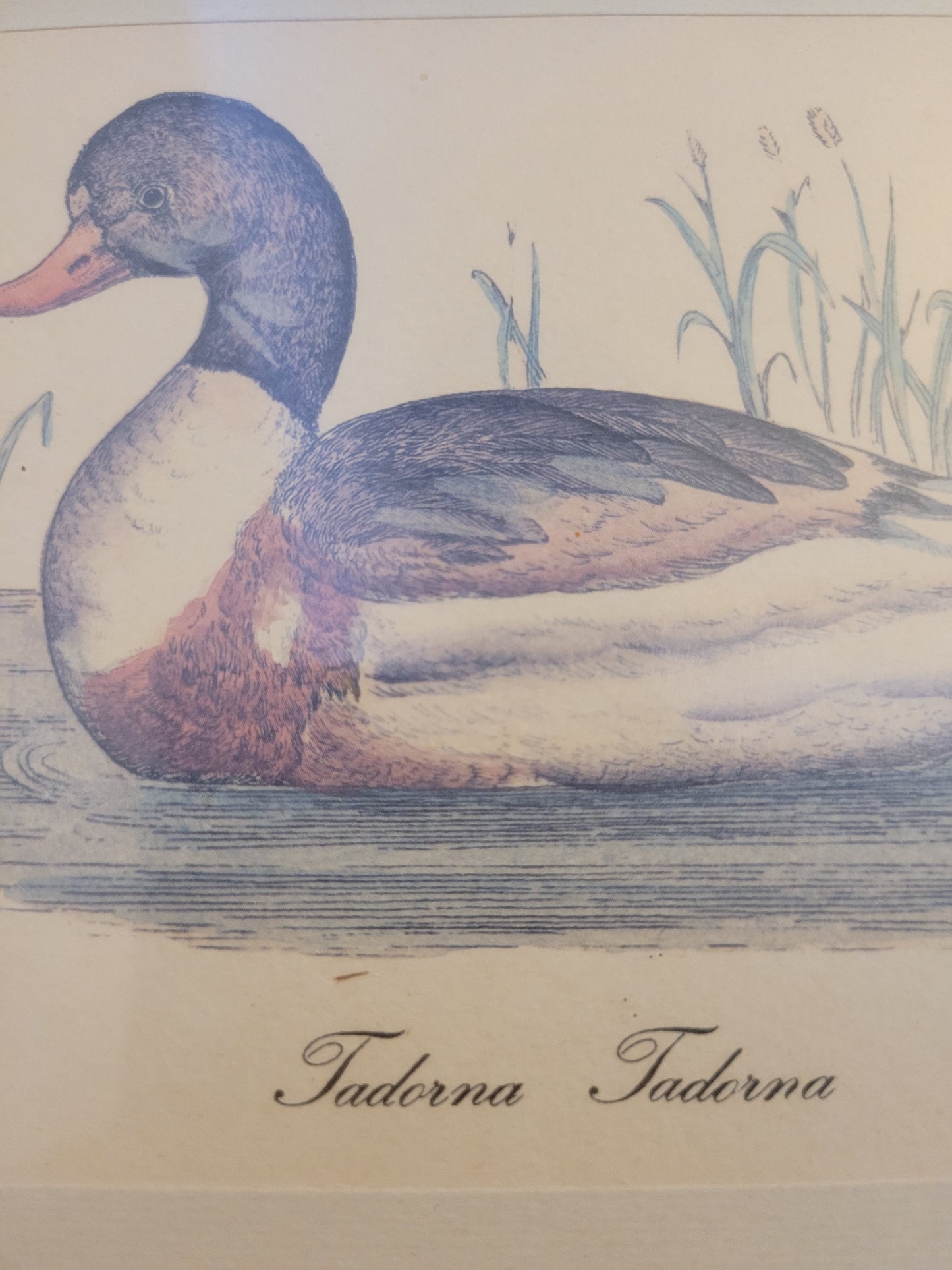 Vintage Kunstdruck einer Ente "Tadorna Tadorna" mit Holzrahmen