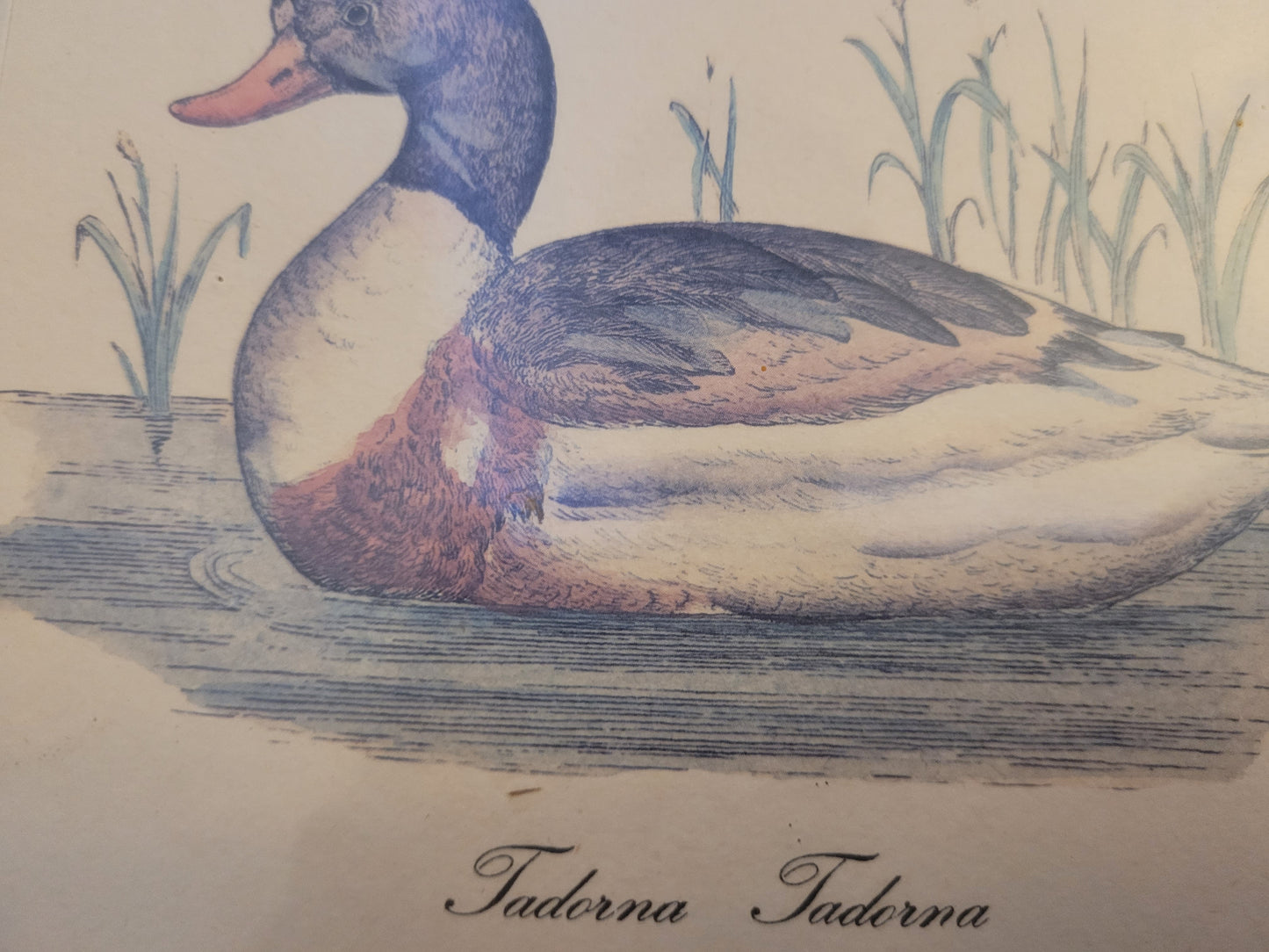 Vintage Kunstdruck einer Ente "Tadorna Tadorna" mit Holzrahmen