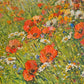 Detlef Rahn (geb. 1943) Ölgemälde Öl auf Leinwand Blumenwiese 74x84