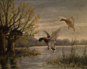 Helmut Kips (geb. 1937) Ölgemälde zwei Enten im Landeanflug auf einen See