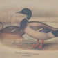 Entenpaar Vintage Grafik Lithographie 1980er Jahre Gerahmt hinter Glas