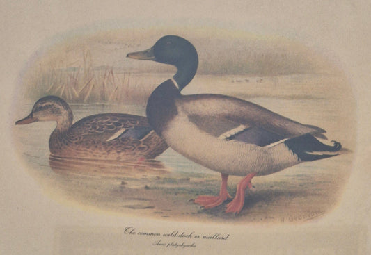 Entenpaar Vintage Grafik Lithographie 1980er Jahre Gerahmt hinter Glas