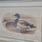 Entenpaar Vintage Grafik Lithographie 1980er Jahre Gerahmt hinter Glas