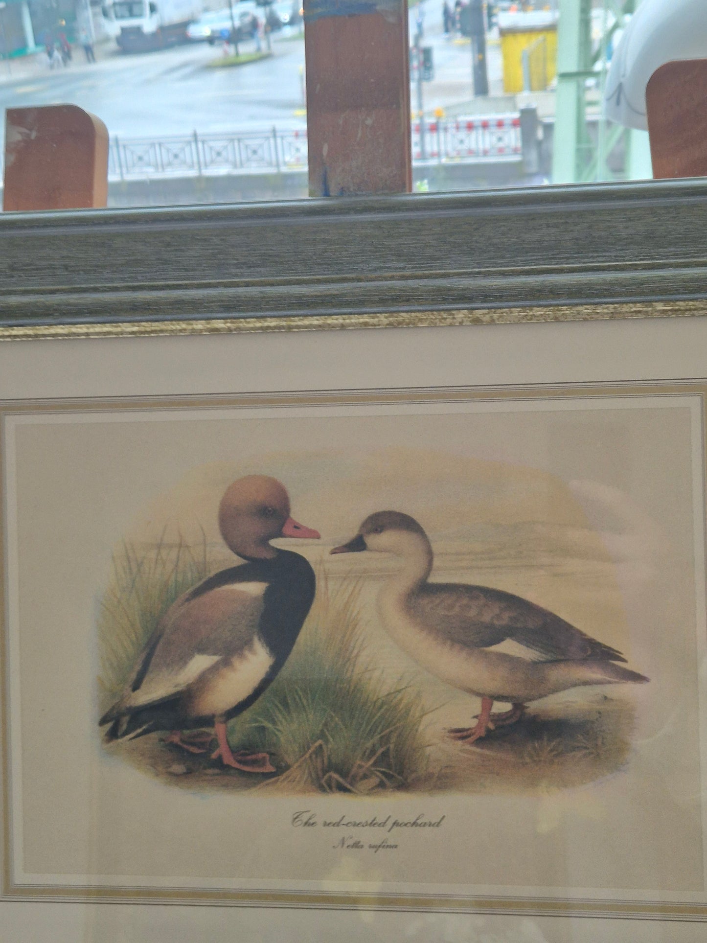 Entenpaar Vintage Grafik Lithographie 1980er Gerahmt hinter Glas