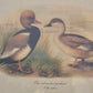 Entenpaar Vintage Grafik Lithographie 1980er Gerahmt hinter Glas