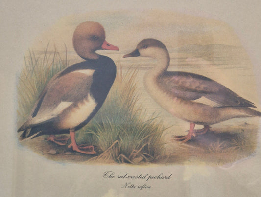 Entenpaar Vintage Grafik Lithographie 1980er Gerahmt hinter Glas