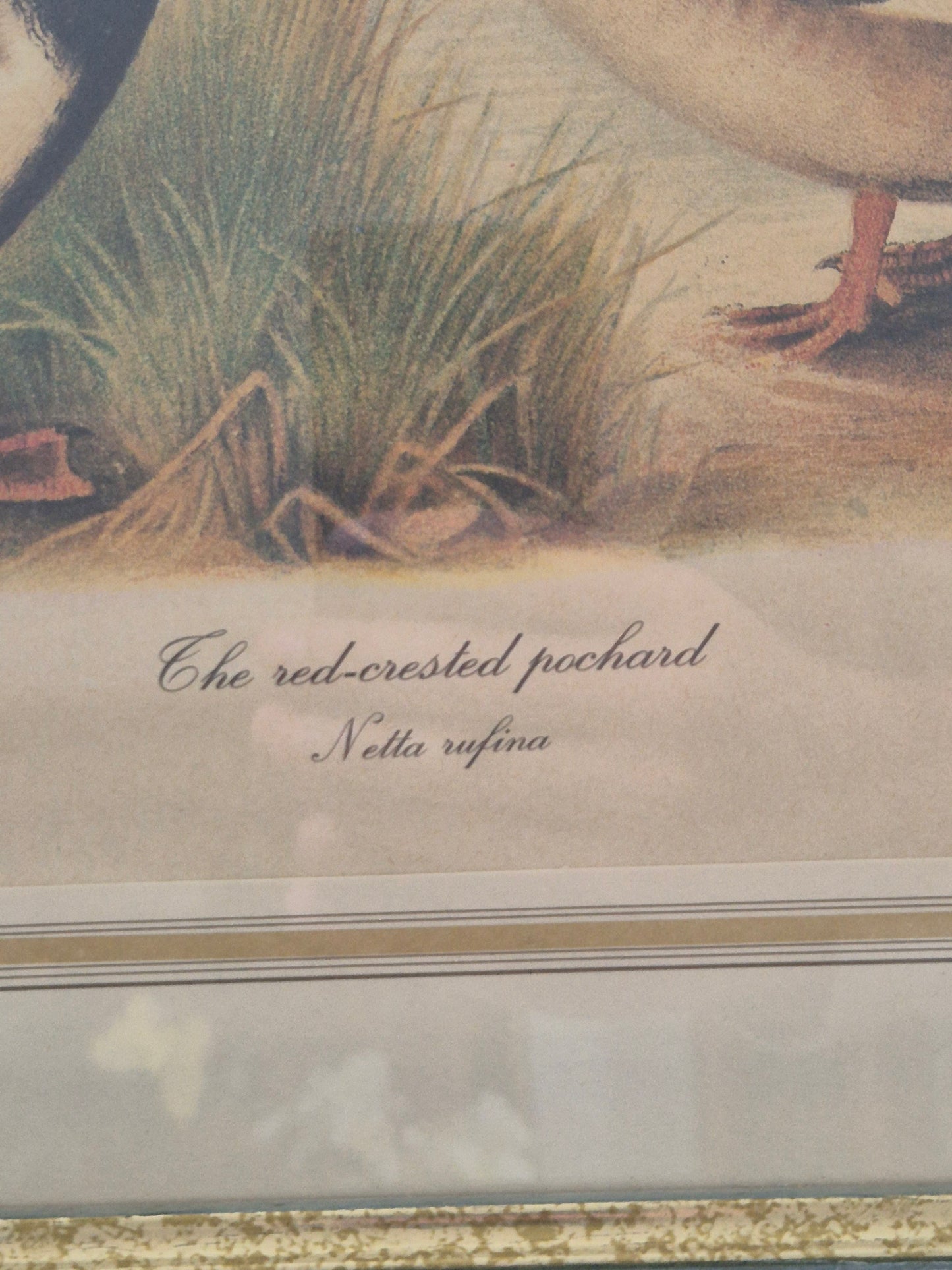 Entenpaar Vintage Grafik Lithographie 1980er Gerahmt hinter Glas