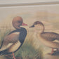 Entenpaar Vintage Grafik Lithographie 1980er Gerahmt hinter Glas