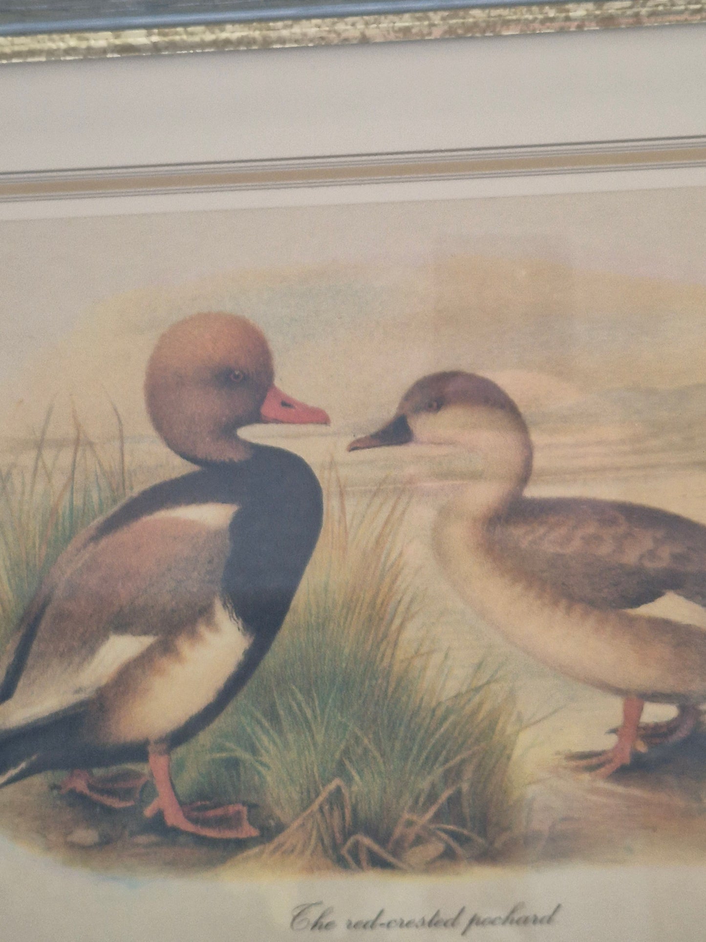 Entenpaar Vintage Grafik Lithographie 1980er Gerahmt hinter Glas