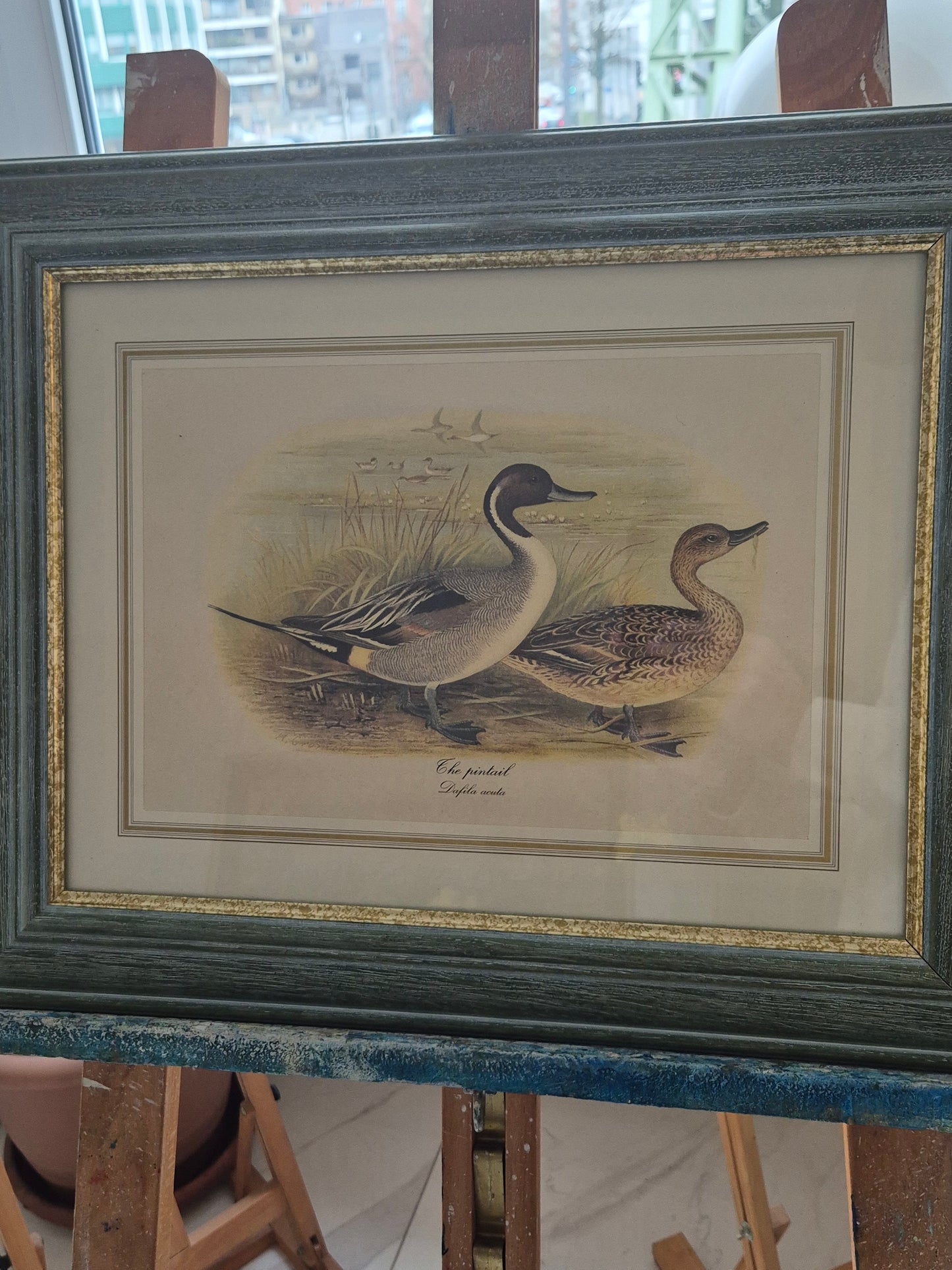 Entenpaar Vintage Grafik Lithographie 1980er Gerahmt hinter Glas