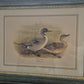 Entenpaar Vintage Grafik Lithographie 1980er Gerahmt hinter Glas