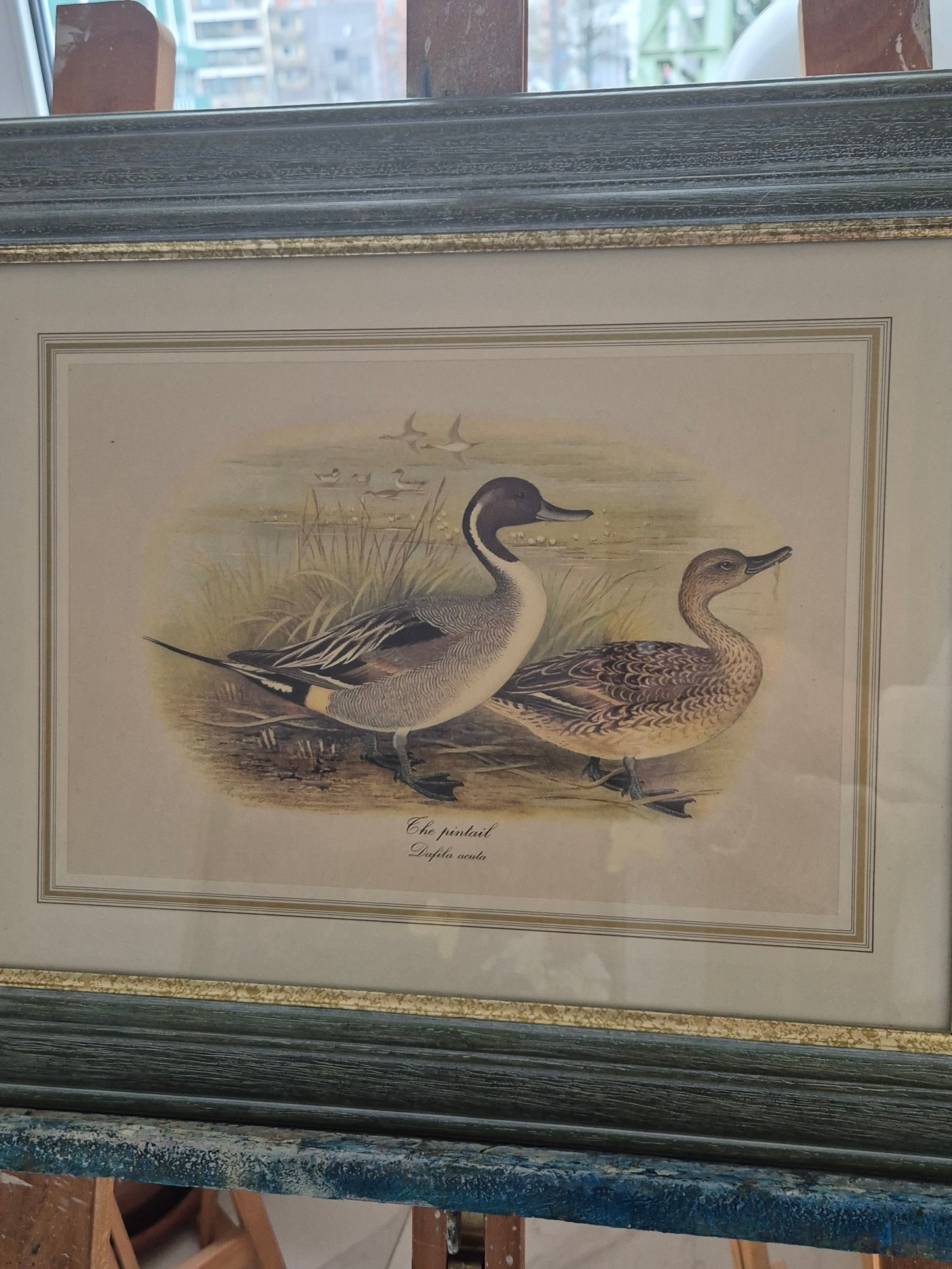 Entenpaar Vintage Grafik Lithographie 1980er Gerahmt hinter Glas