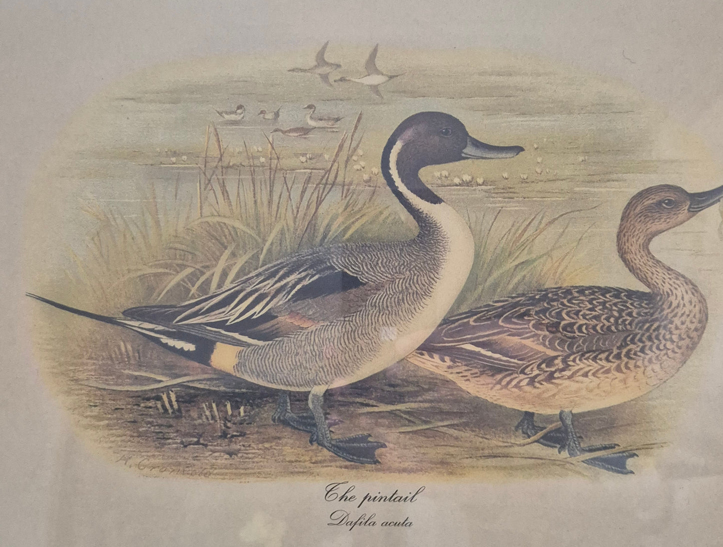 Entenpaar Vintage Grafik Lithographie 1980er Gerahmt hinter Glas