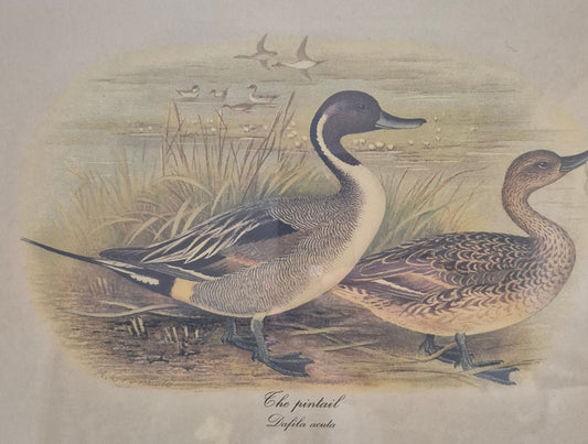 Entenpaar Vintage Grafik Lithographie 1980er Gerahmt hinter Glas