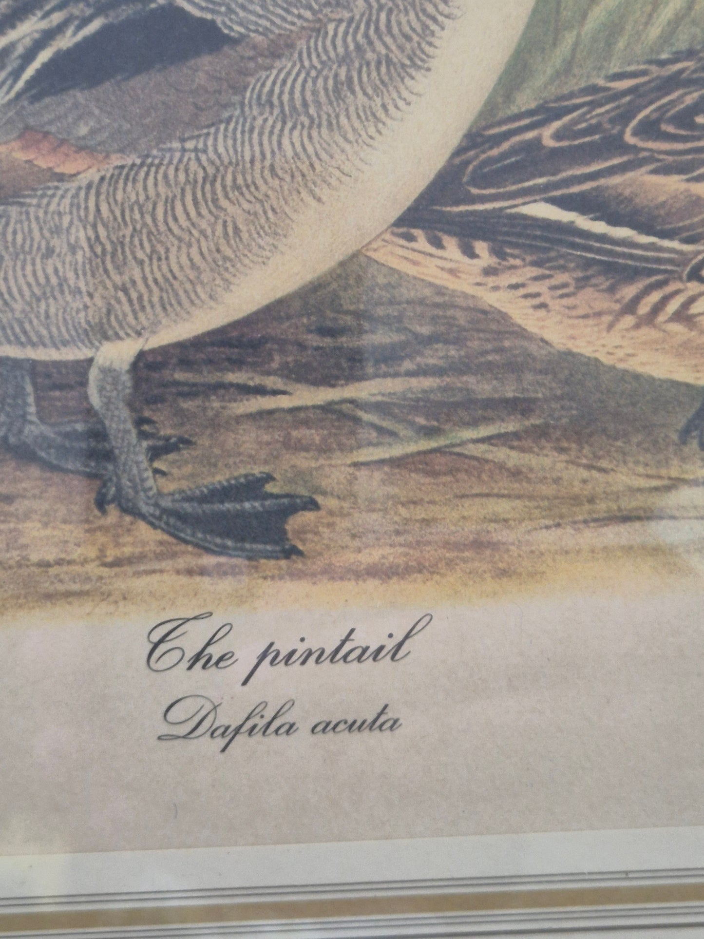 Entenpaar Vintage Grafik Lithographie 1980er Gerahmt hinter Glas