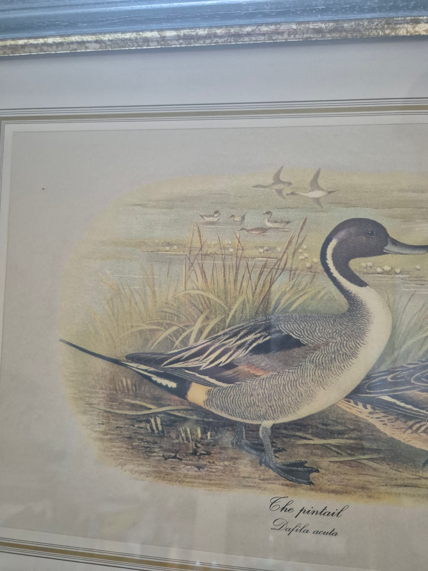 Entenpaar Vintage Grafik Lithographie 1980er Gerahmt hinter Glas