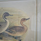 Entenpaar Vintage Grafik Lithographie 1980er Gerahmt hinter Glas