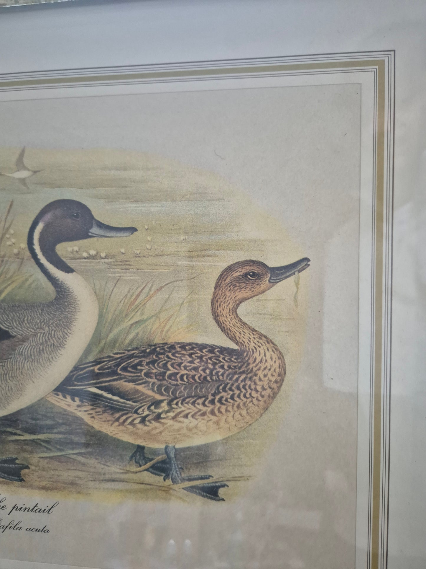 Entenpaar Vintage Grafik Lithographie 1980er Gerahmt hinter Glas