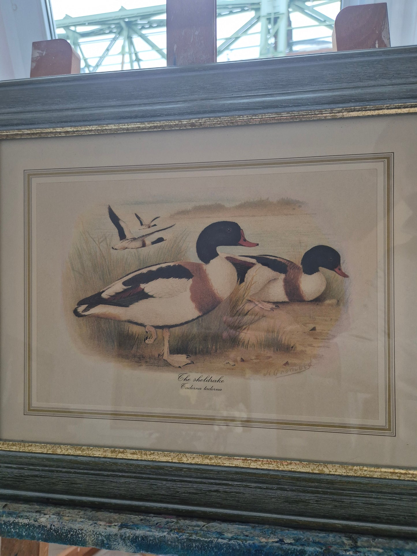 Entenpaar Vintage Grafik Lithographie 1980er Gerahmt hinter Glas