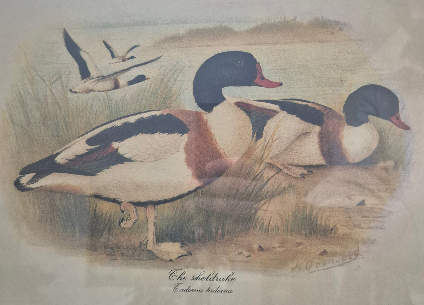 Entenpaar Vintage Grafik Lithographie 1980er Gerahmt hinter Glas