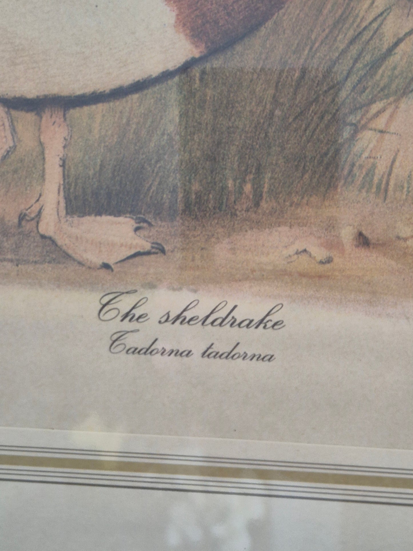 Entenpaar Vintage Grafik Lithographie 1980er Gerahmt hinter Glas