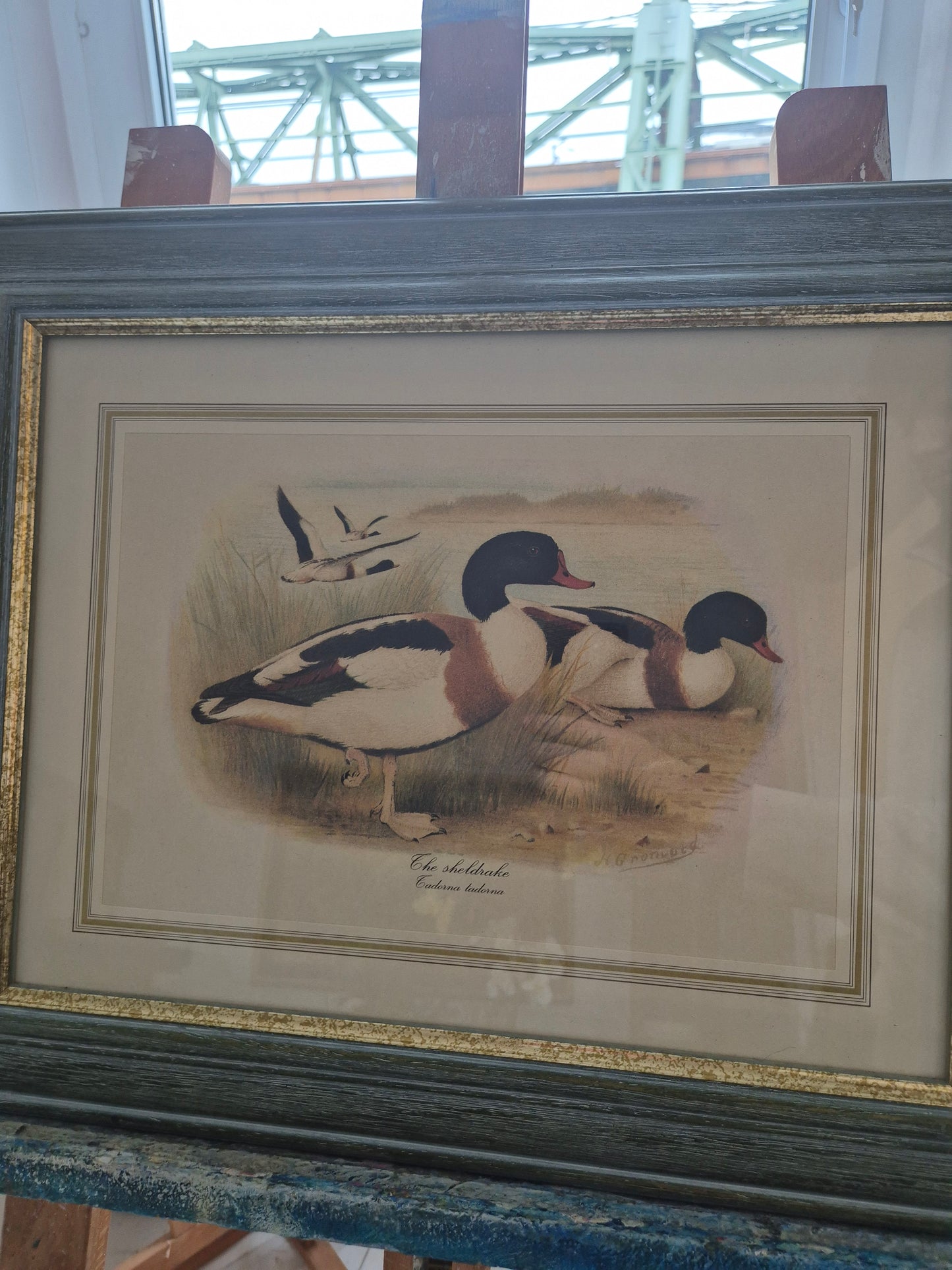 Entenpaar Vintage Grafik Lithographie 1980er Gerahmt hinter Glas