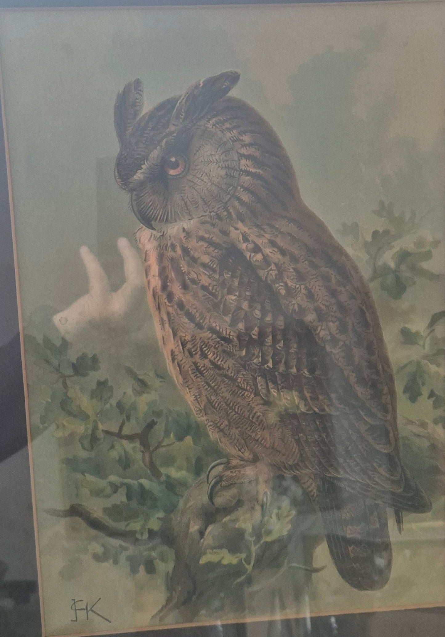 John Gerrard Keulemans (1842-1912) Grafik Eule Gerahmt hinter Glas