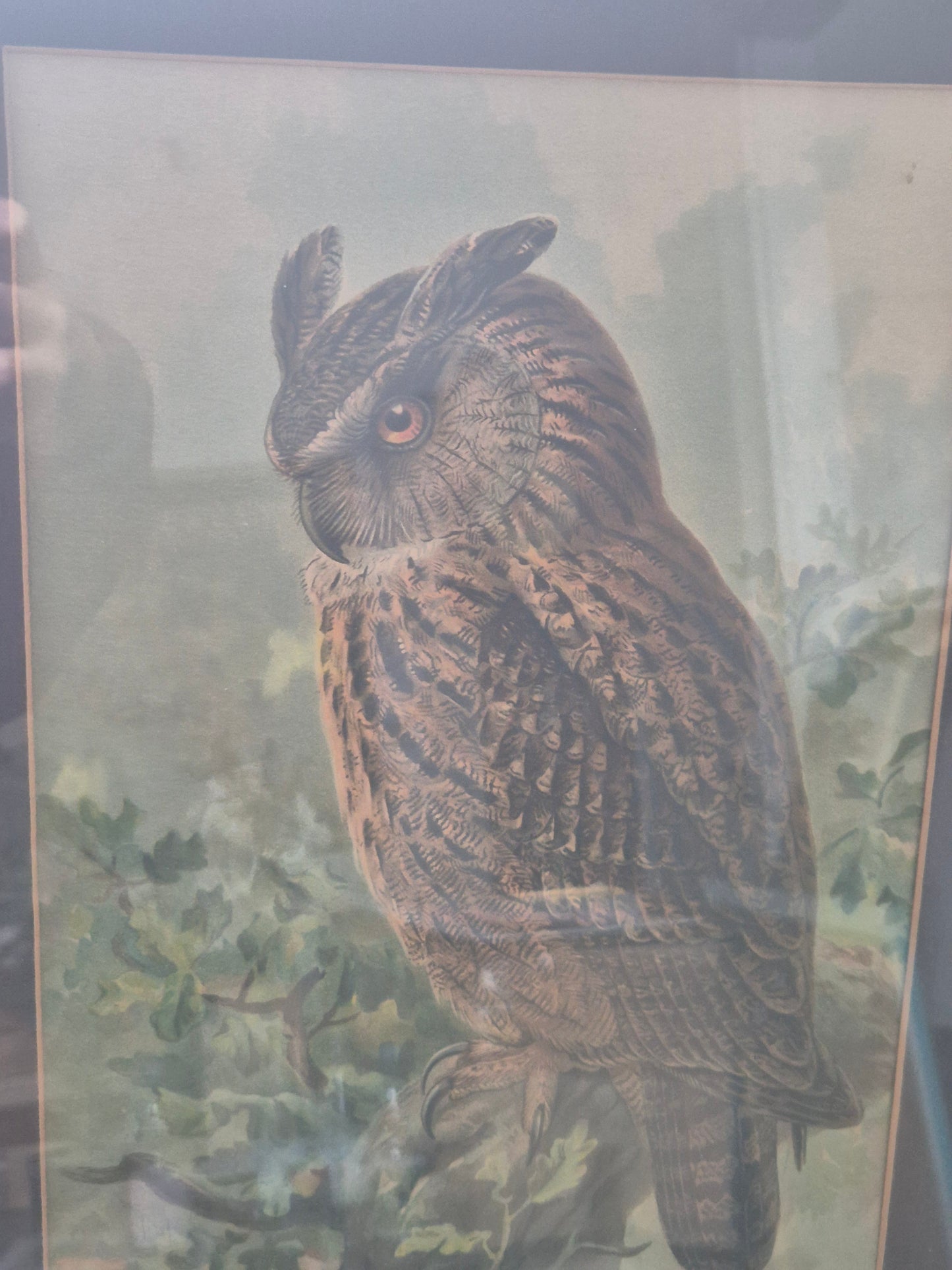 John Gerrard Keulemans (1842-1912) Grafik Eule Gerahmt hinter Glas